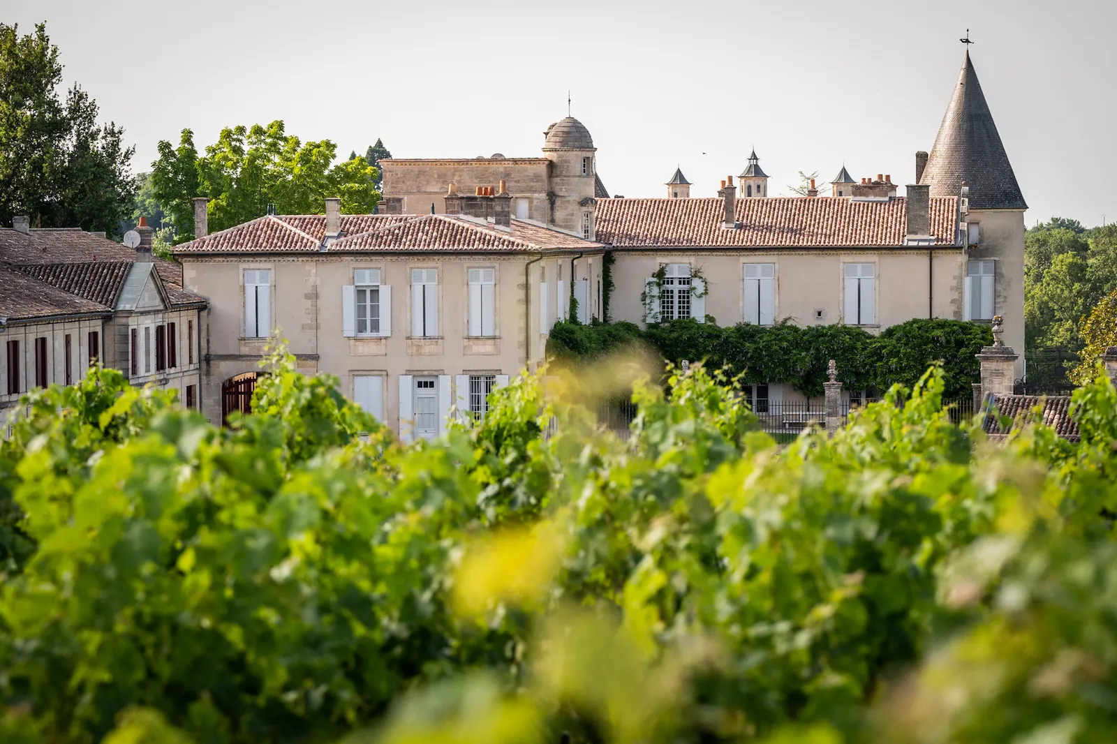 Stone château with a conical tower and tiled roofs seen over green vine leaves in the vineyard