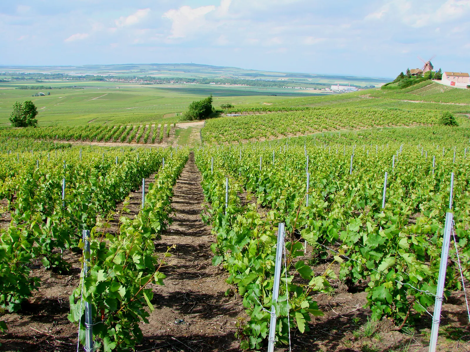 Vine rows on a slope at Verzenay with a windmill on the hilltop and the plain beyond