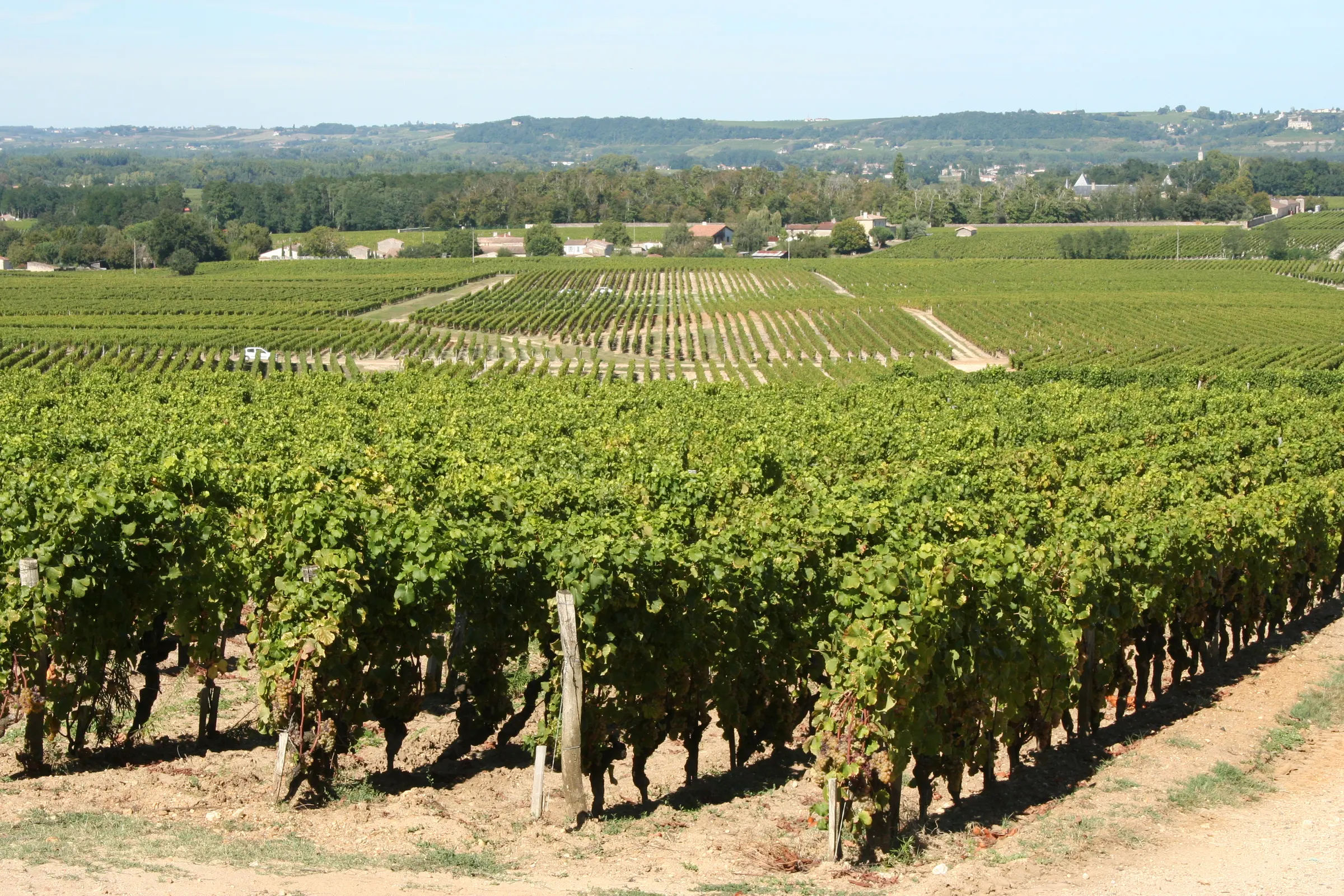 Overview of Château d'Yquem vineyards in Sauternes, with vine rows in the foreground and farm buildings across the rolling land